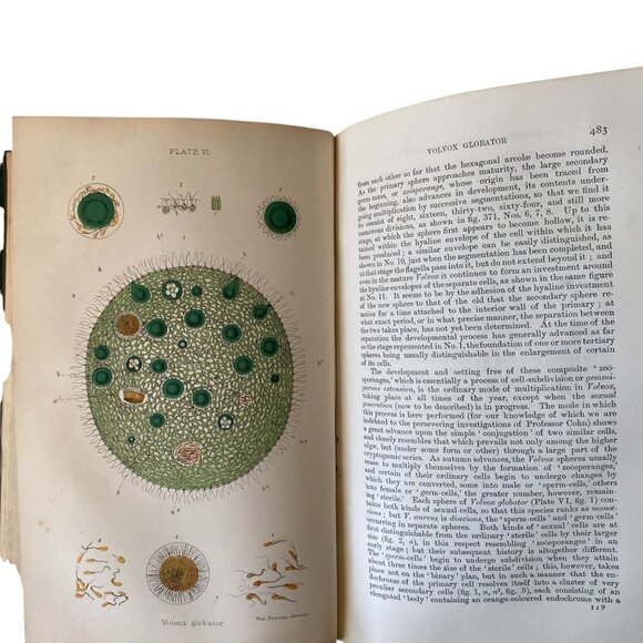 The Microscope And Its Revelations 7th Ed Carpenter Edited By Dallinger 1891 - Picture 8 of 10